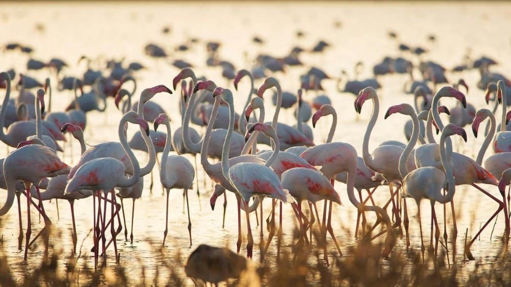 Mejor excursión al parque nacional Doñana desde Sevilla