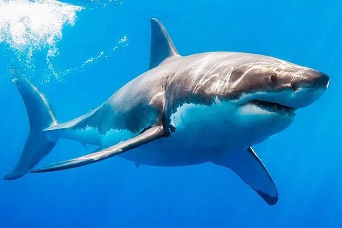 Tiburón Toro en el Acuario de Sevilla