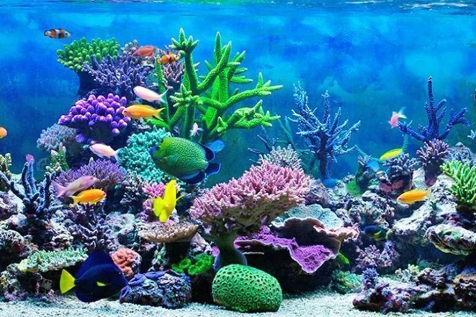 Peses y coral del Acuario de Sevilla