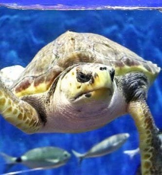 Entradas Acuario de Sevilla