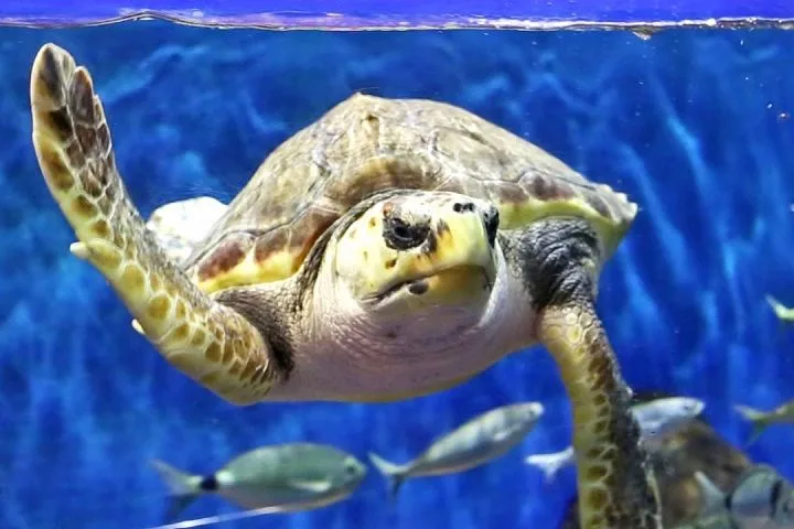 Entradas Acuario de Sevilla