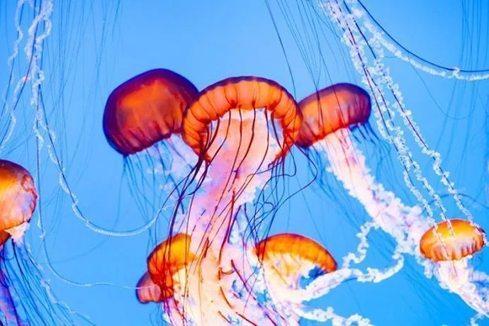 Medusas del Acuario de Sevilla