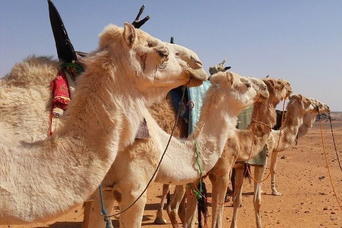 Reservar paseo en Camello por Dubái.