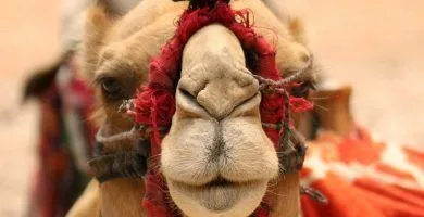 Paseo camello desierto Dubái.