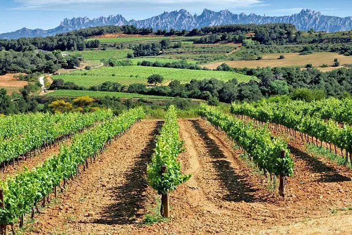 Tour guiado bodegas del Penedés.