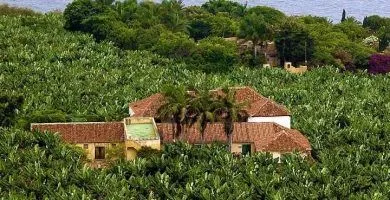 Visita guiada platanera Tenerife