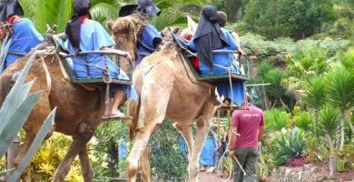 Turistas dando un paseo en camello por Tenerife
