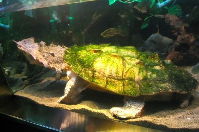 Tortuga Matamata del Acuario de Sevilla