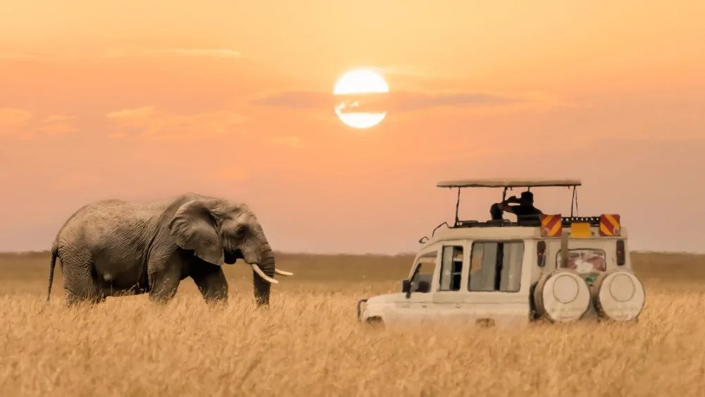 Safari en Tanzania