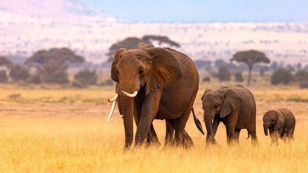 Mejor seguro de viaje a Kenia. Elefantes.