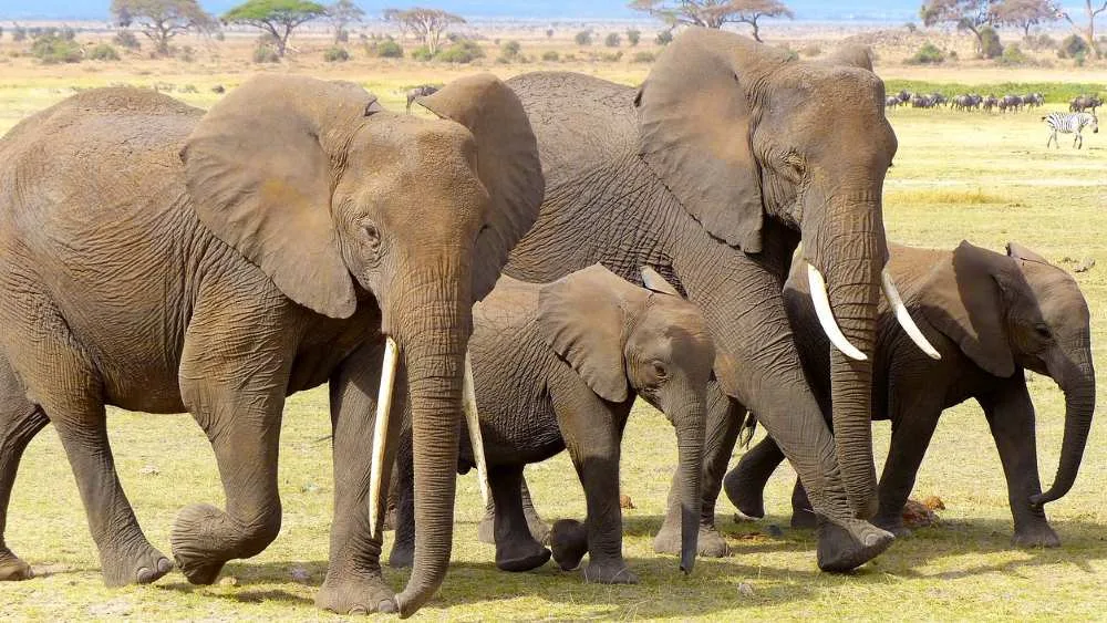Elefante en Kenia