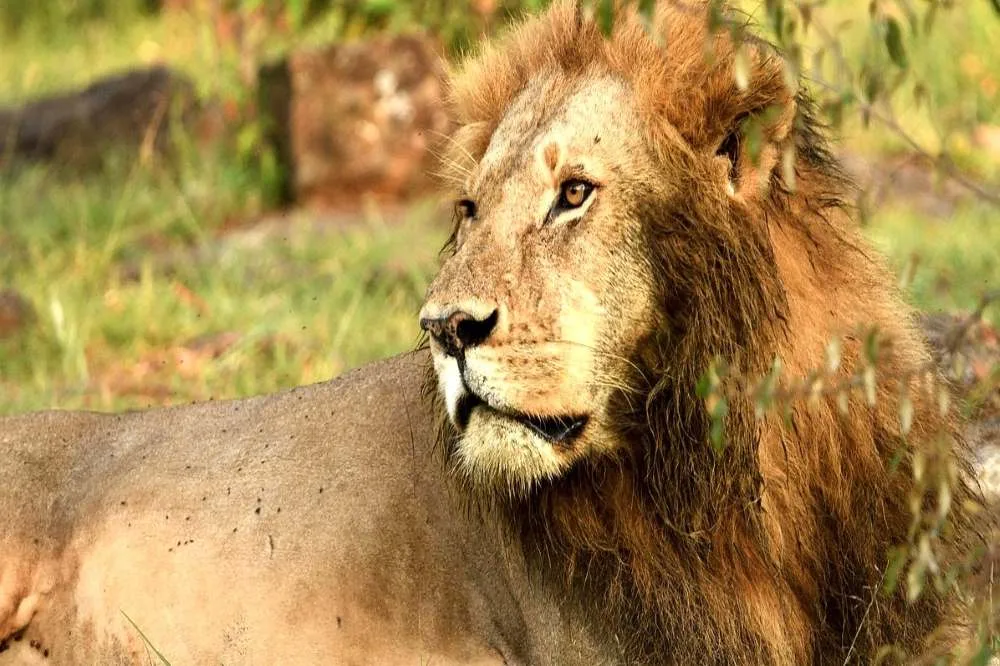 Mejores seguros de viaje a Kenia