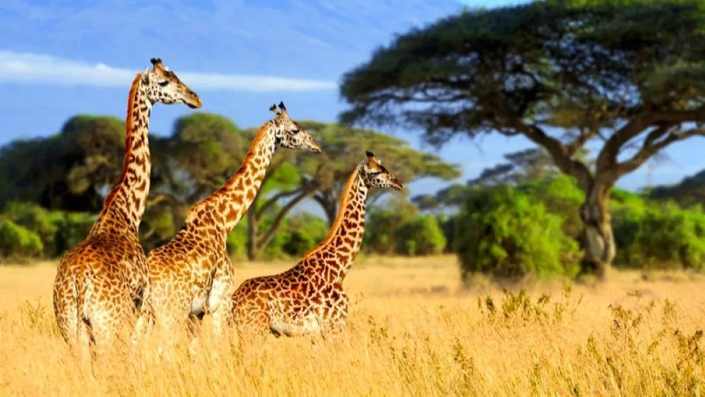 Tanzania