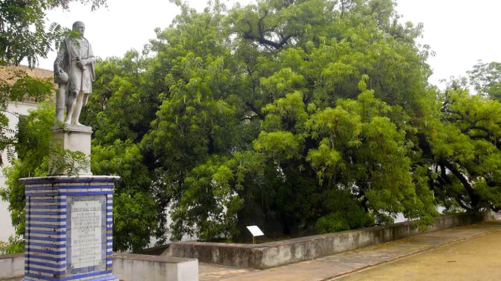 Árbol plantado por Hernando Colón, hijo de Cristóbal Colón en el Monasterio de la Cartuja de Sevilla.
